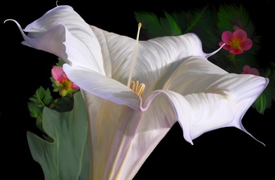 Datura